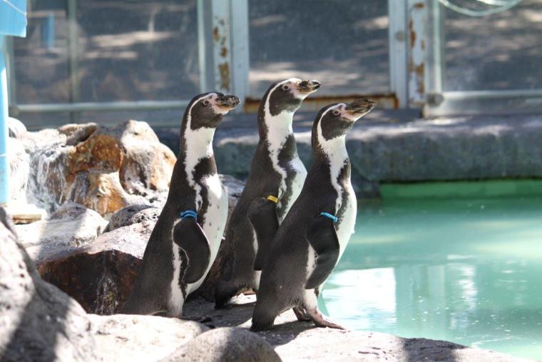 札幌市円山動物園