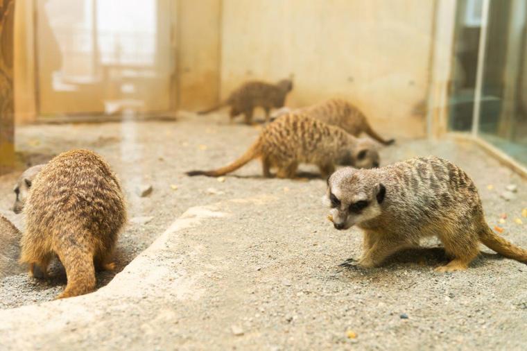 札幌市円山動物園