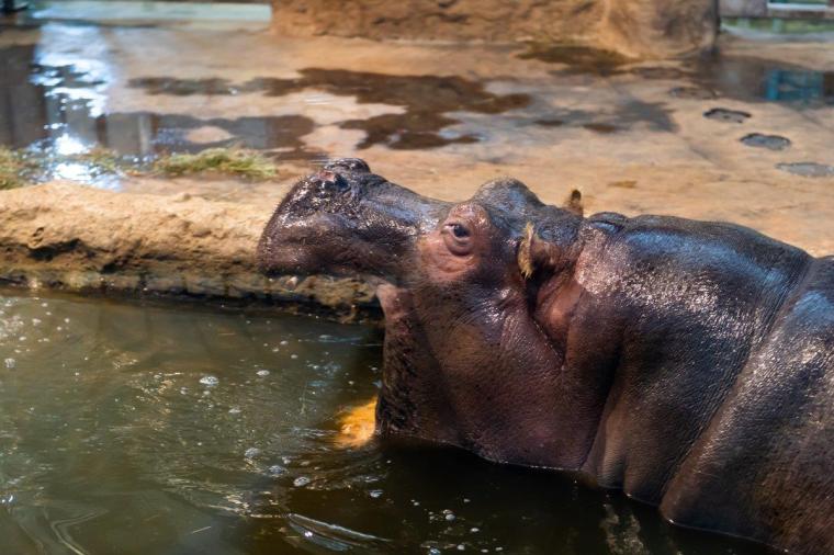 札幌市円山動物園