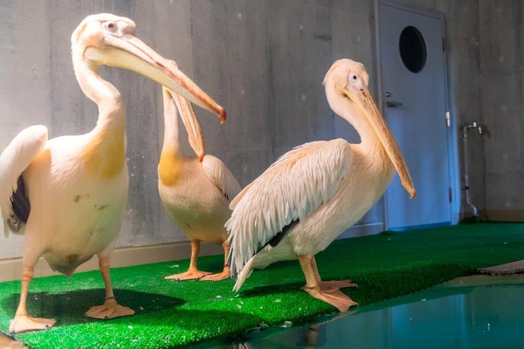 札幌市円山動物園