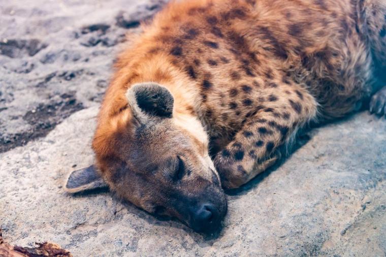 札幌市円山動物園