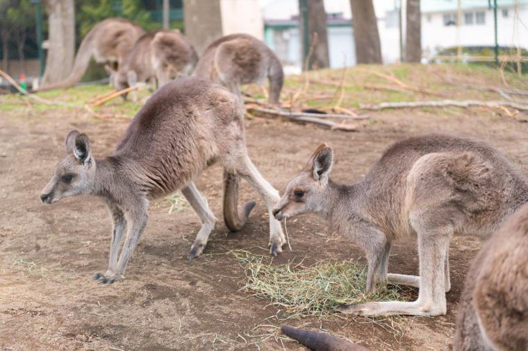 札幌市円山動物園