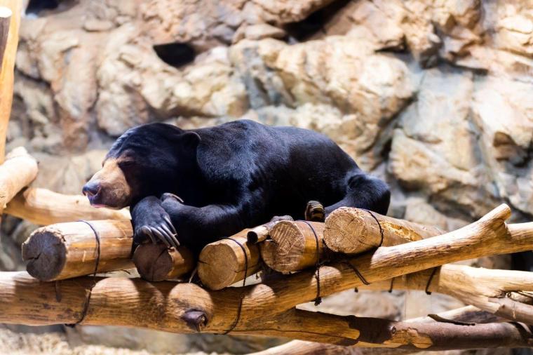 札幌市円山動物園