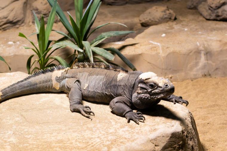 札幌市円山動物園
