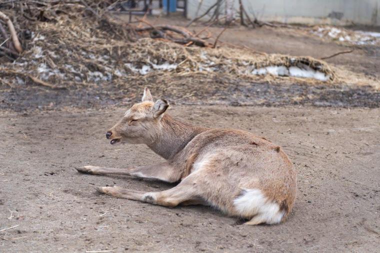札幌市円山動物園