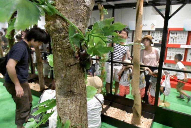 東京スカイツリー昆虫展