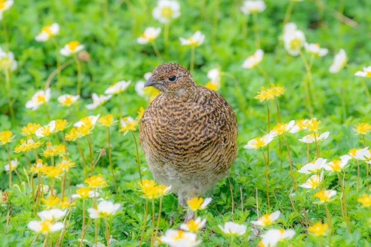 立山黒部・雪の大谷フェスティバルの楽しみ方！