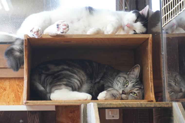 別府温泉　新玉旅館