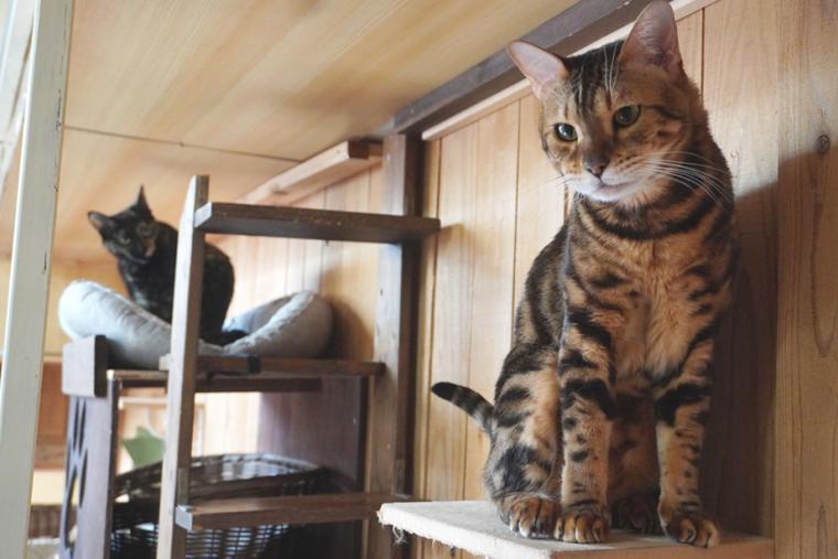 別府温泉　新玉旅館