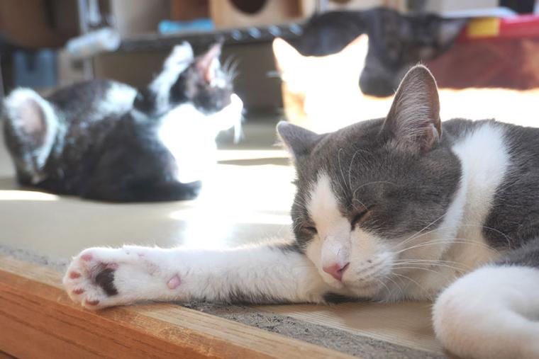 別府温泉　新玉旅館