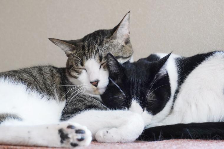 別府温泉　新玉旅館