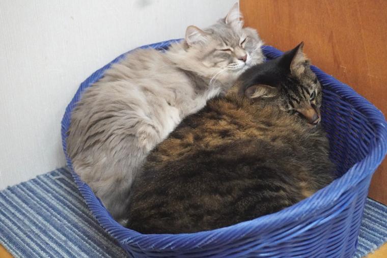 別府温泉　新玉旅館