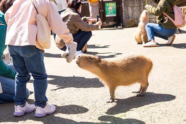 伊豆シャボテン動物公園