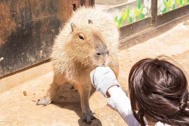 伊豆シャボテン動物公園