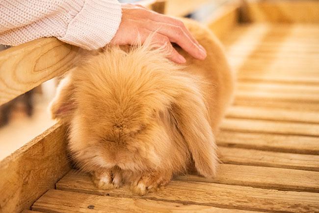 伊豆シャボテン動物公園