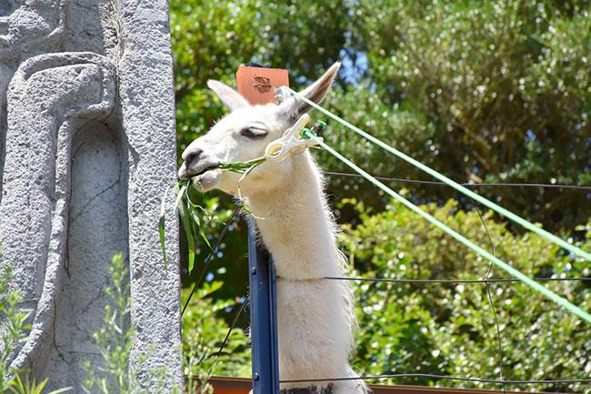 伊豆シャボテン動物公園