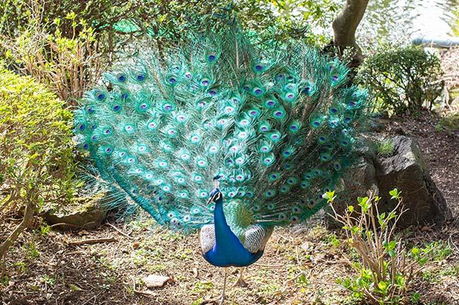 伊豆シャボテン動物公園