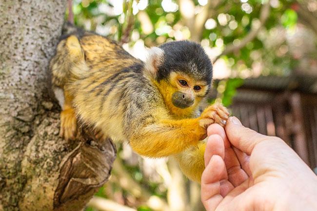 伊豆シャボテン動物公園