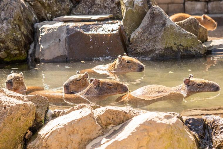 伊豆シャボテン動物公園