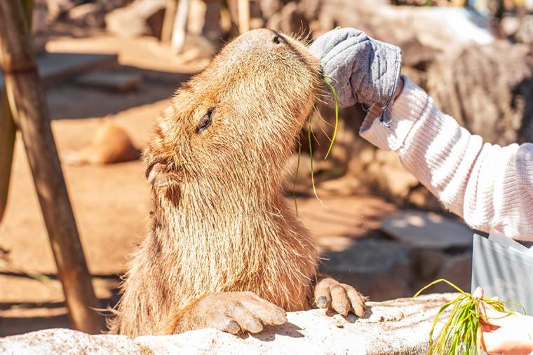 伊豆シャボテン動物公園