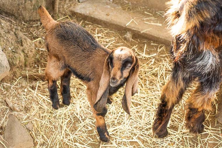 伊豆シャボテン動物公園