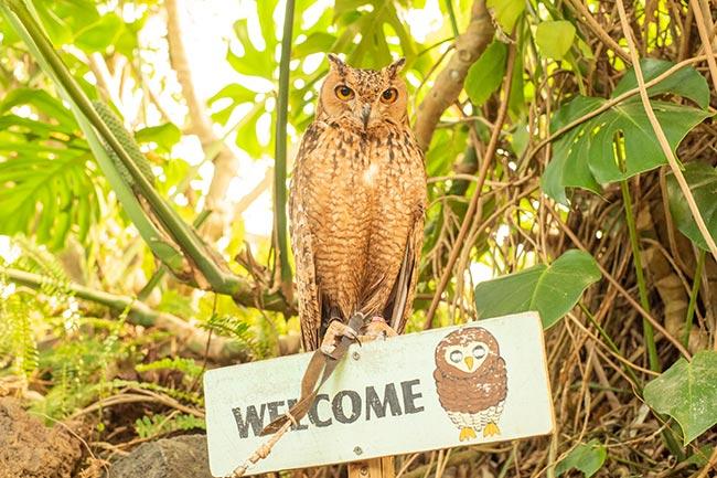 伊豆シャボテン動物公園