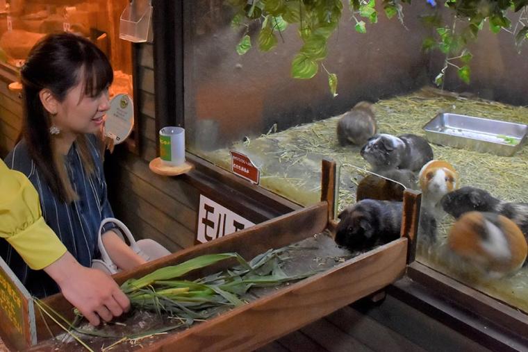 伊豆ぐらんぱる公園