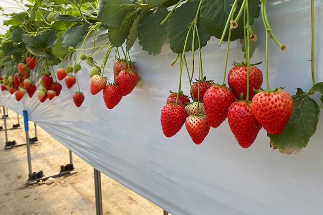 佐野観光農園アグリタウン