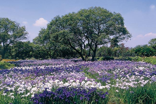 あしかがフラワーパーク