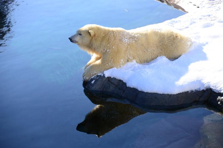 札幌市円山動物園
