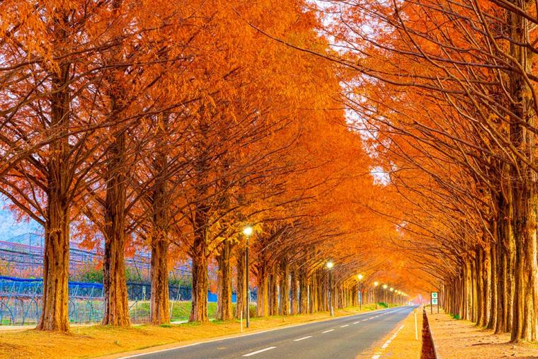 メタセコイア並木（紅葉）