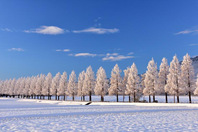メタセコイア並木（冬・雪）