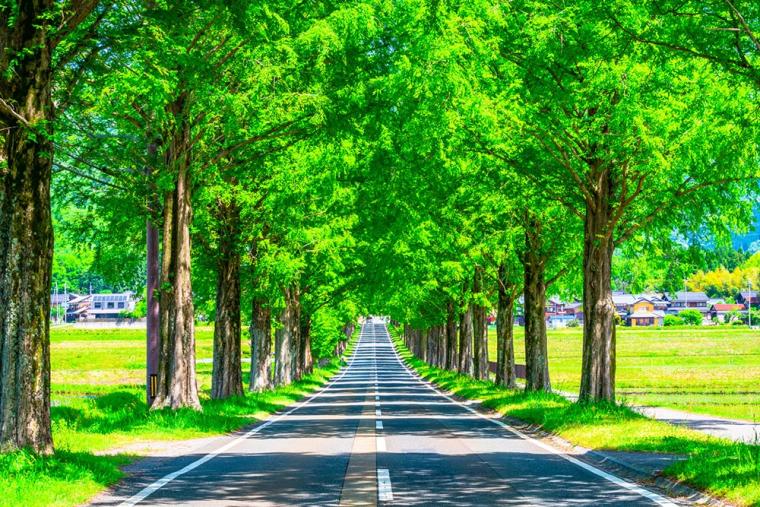 メタセコイア並木（滋賀・高島）