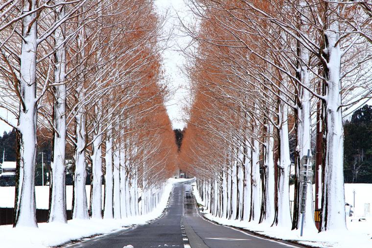 メタセコイア並木（冬・雪）