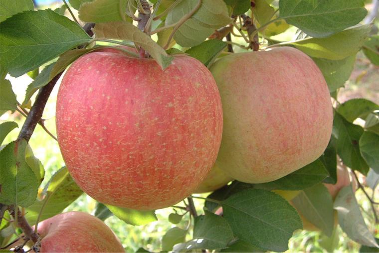 滋賀・マキノピックランド