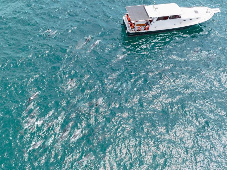 イルカ船近く集合俯瞰