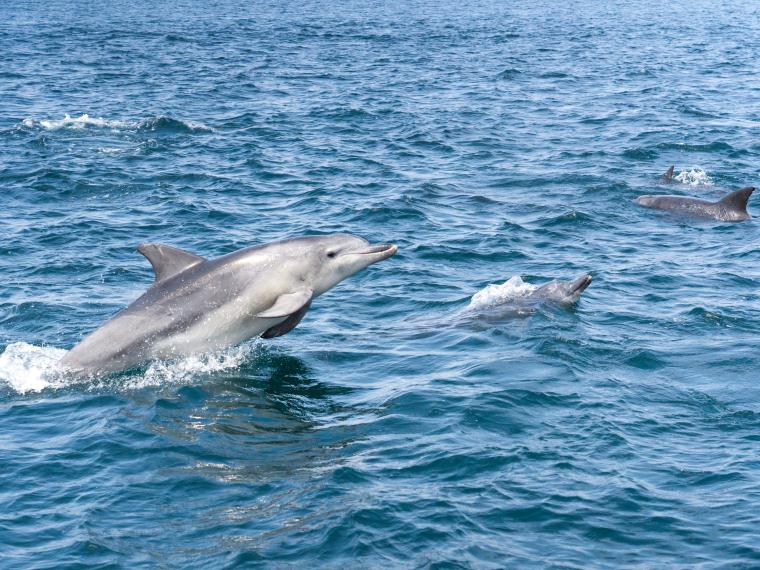 通詞島イルカkey画像クローズアップ