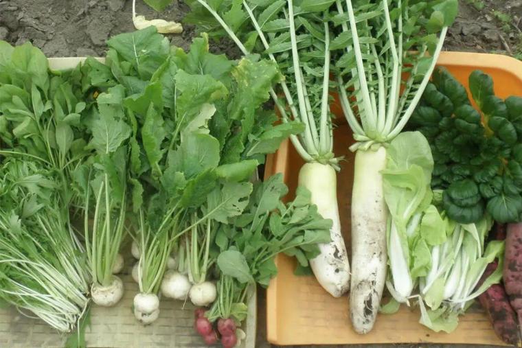 千葉の郷土料理・千葉の地酒　千寿惠