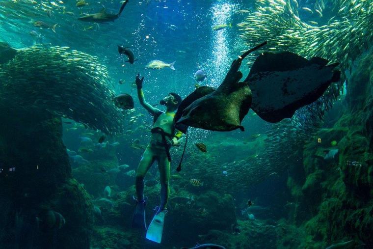 相模湾大水槽のショー