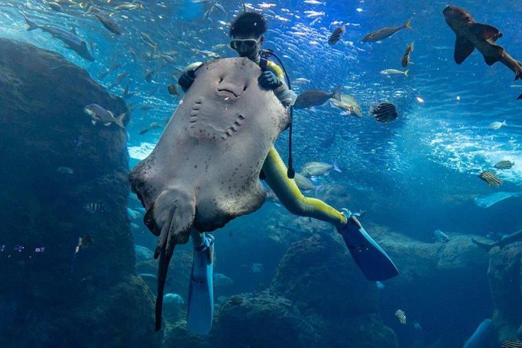 相模湾大水槽のショー