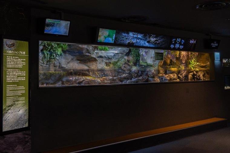 川魚のジャンプ水槽
