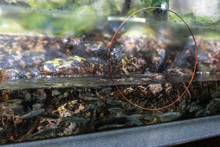 川魚のジャンプ水槽