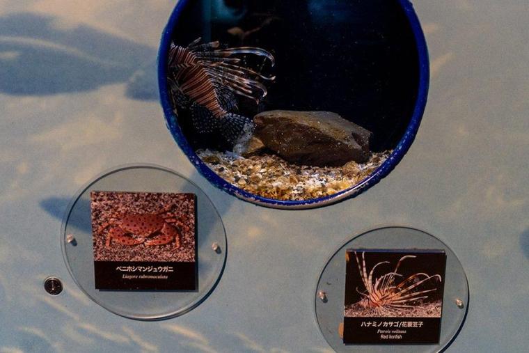 相模湾キッズ水槽