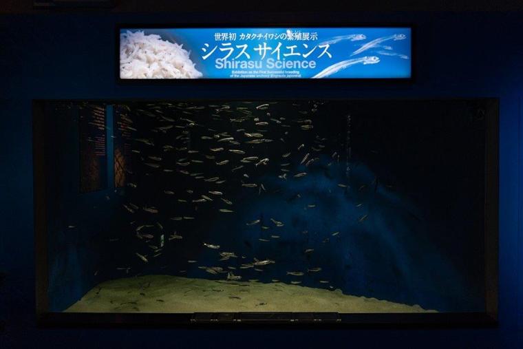 シラスサイエンス