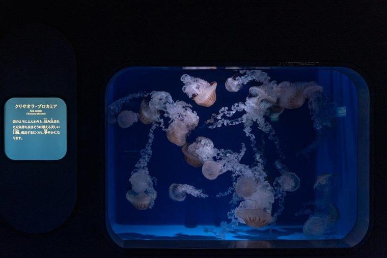 クラゲファンタジーホール