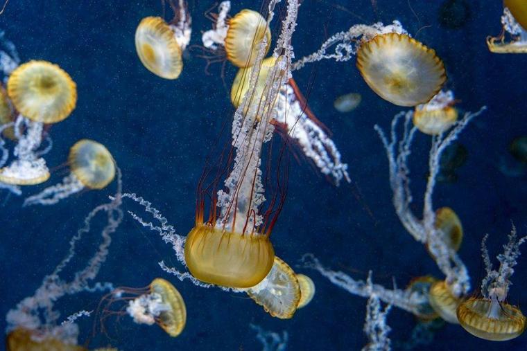 クラゲファンタジーホール