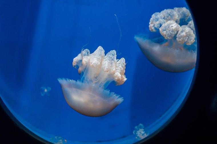 クラゲファンタジーホール