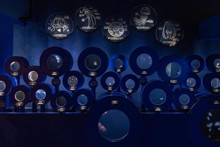 クラゲサイエンス