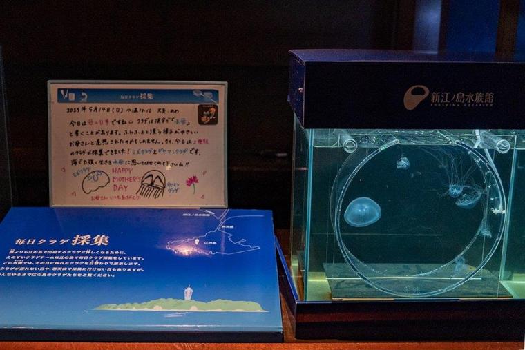 クラゲサイエンス