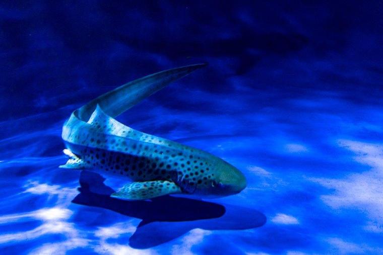 新江ノ島水族館